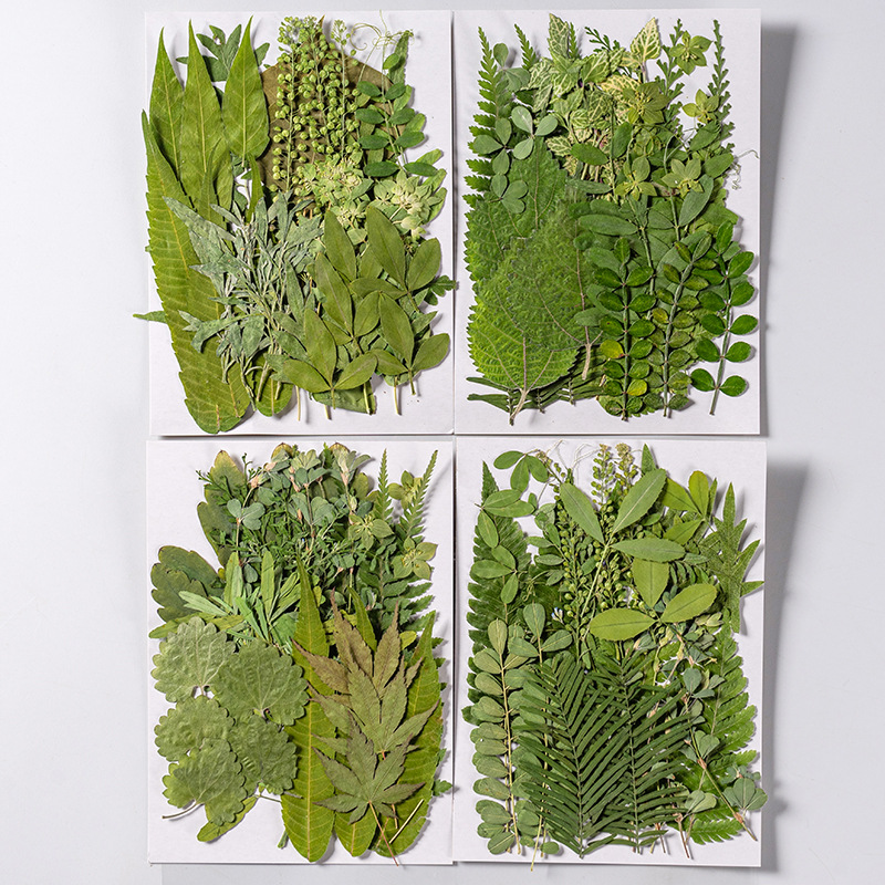 1Set 35pcs Pressed Dried Flowe - đánh giá và giá Home Bathroom Exhaust Fan