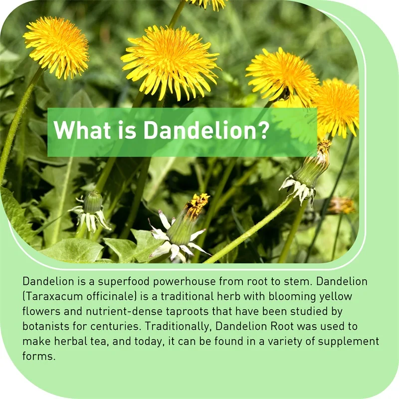 Dandelion Root Capsules - Pros - đánh giá và giá Home Bathroom Urinal